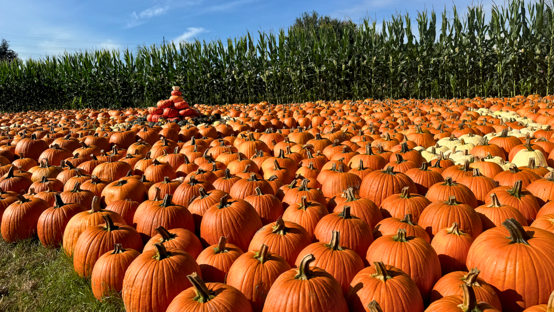 Easy Pumpkin Art Ideas for Toddlers, Preschoolers & Kids